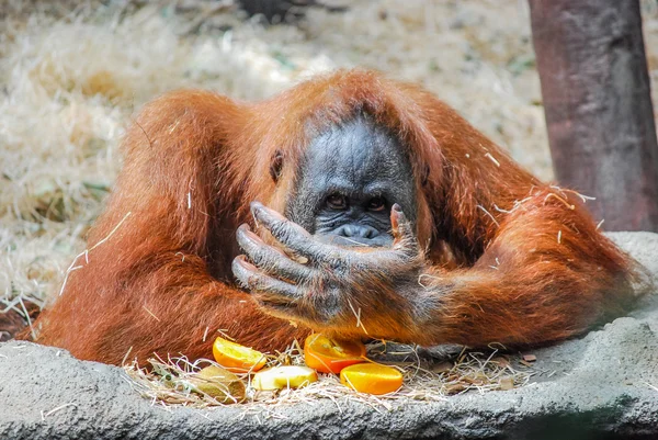 Big orangutan — Stock Photo, Image