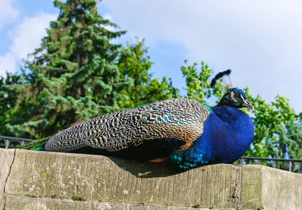 Peacock on stone — Stock Photo, Image