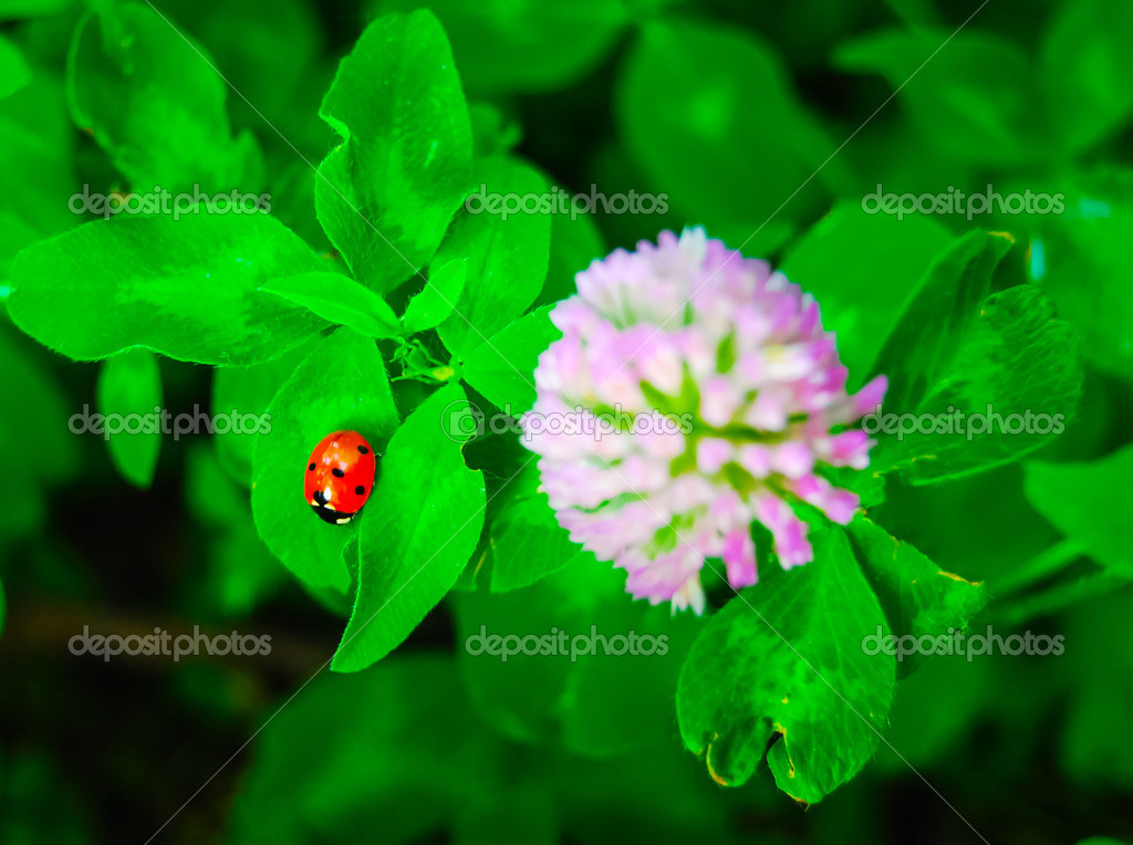 Romas_ph