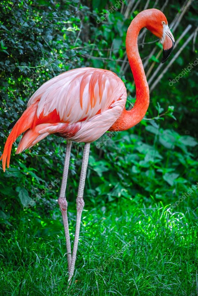 Pink Flamingo Stock Photo Image By C Romas Ph