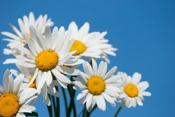 Marguerites contre le ciel bleu — Photo