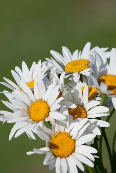 Daisies in green meadow — Stock Photo, Image