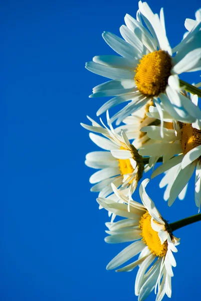 Gänseblümchen gegen blauen Himmel — Stockfoto