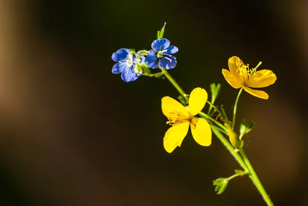 Fiori di prato giallo e blu — Foto Stock