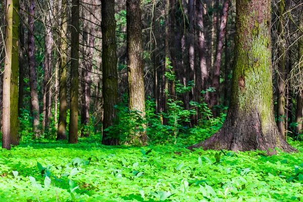 In the wood — Stock Photo, Image