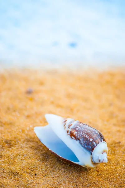 Muschel am Strand — Stockfoto