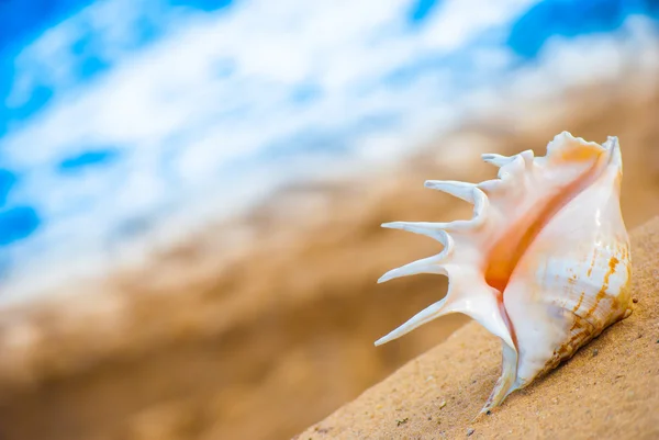 Concha marina en la playa —  Fotos de Stock