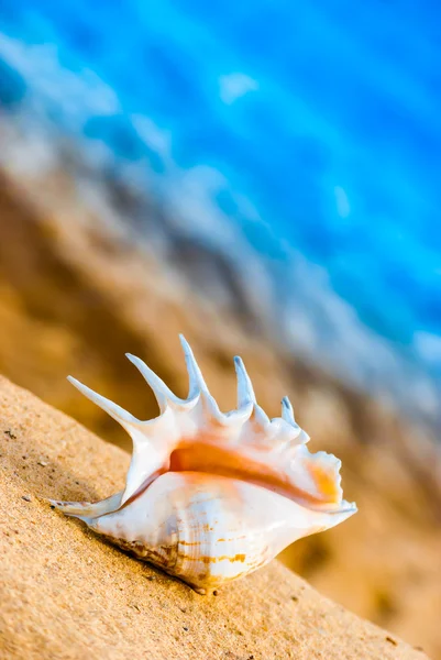 Морская ракушка на пляже — стоковое фото