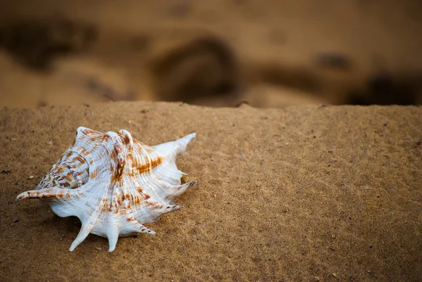 Schelpen op het strand — Stockfoto