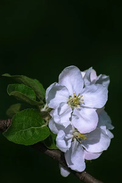 Blossoming apple tree, spring flower — Stock Photo, Image