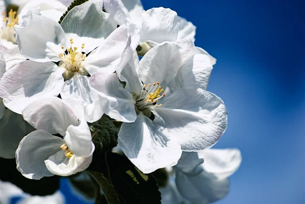Цветущая яблоня, весенний цветок — стоковое фото