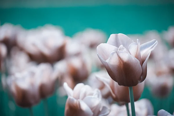 Violet tulips, spring, bright, macro — Stock Photo, Image