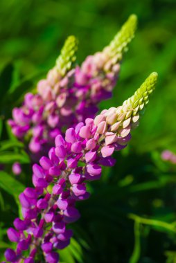 Delphinium güneşli çayırda