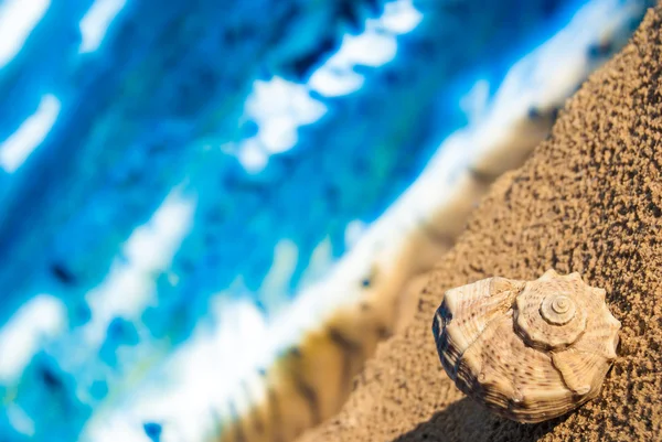 Concha marina en la playa —  Fotos de Stock