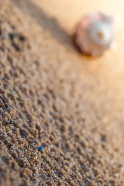 Морская ракушка на пляже — стоковое фото