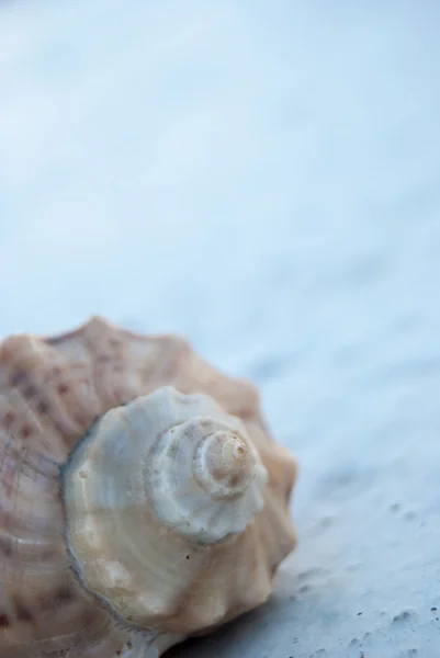 Seashell på betong — Stockfoto