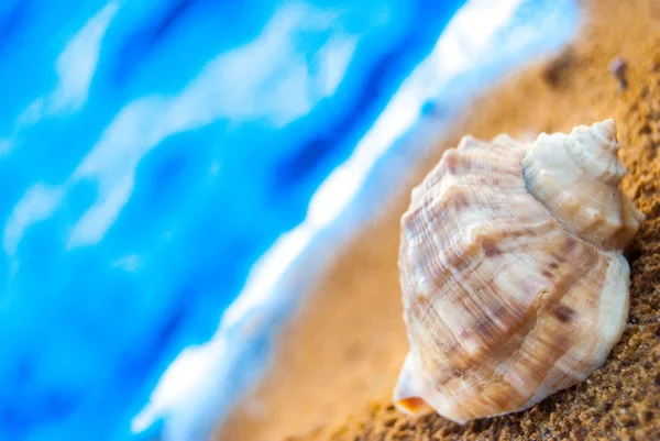 Snäcka på stranden — Stockfoto