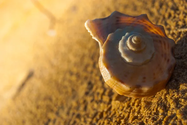 Muszla morska na plaży — Zdjęcie stockowe