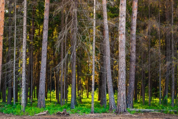 In the wood — Stock Photo, Image