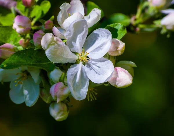 Kwitnąca jabłoń, kwiaty wiosny — Zdjęcie stockowe