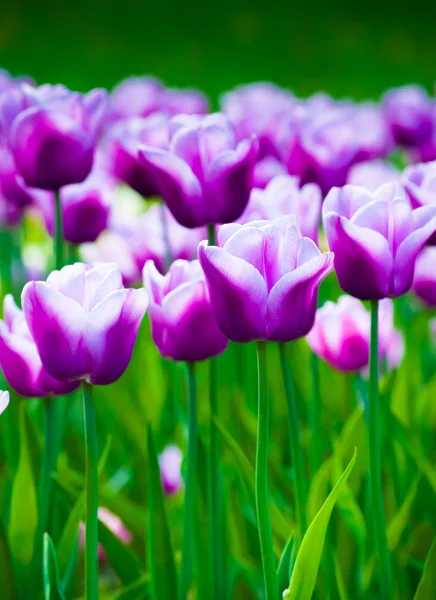 Lebhafte violette Tulpen, Frühling — Stockfoto