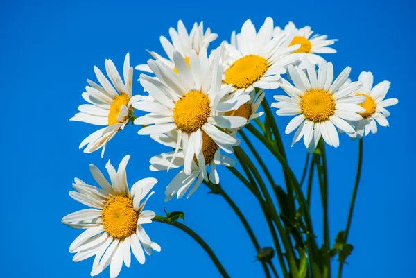 Daisies against blue sky — Stock Photo, Image