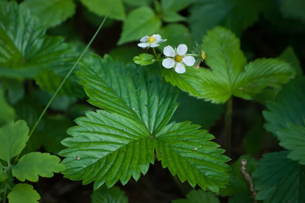 Blooming strawberry — Stock Photo, Image