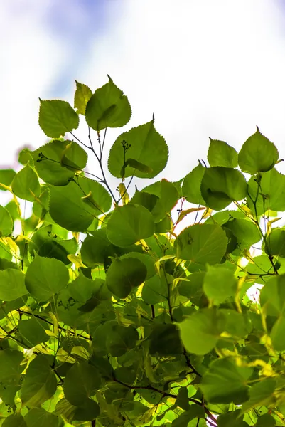 Natural leaves frame on white sky Royalty Free Stock Images