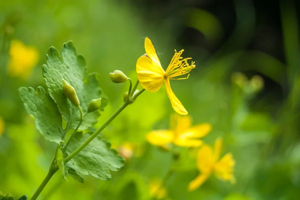 Gele bloemen in weide — Stockfoto