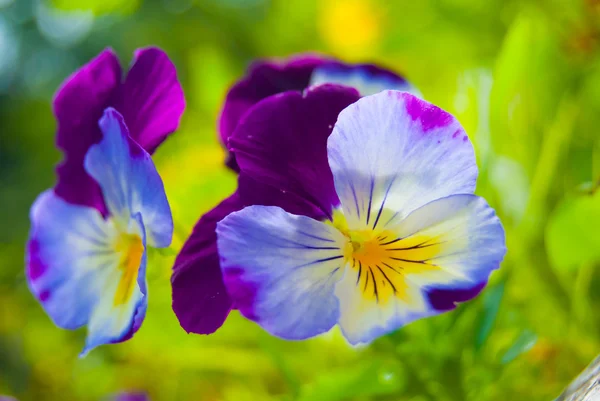 Violeta tricolor — Foto de Stock