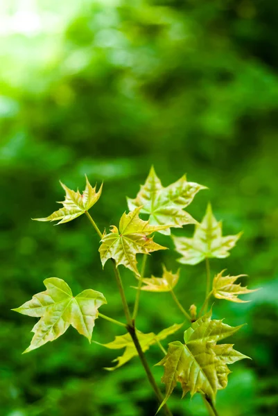 Young maple tree — Stock Photo, Image