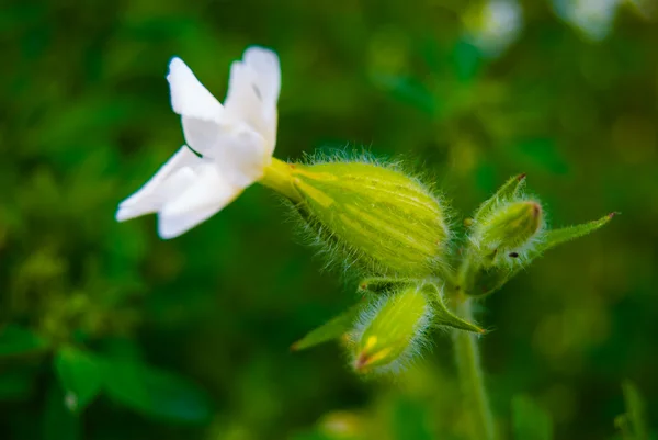 Capullo de flor verde grande —  Fotos de Stock