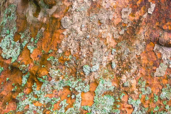 Platan tree bark texture — Stock Photo, Image