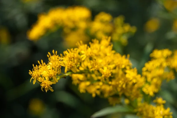 숲에서 노란 꽃 — 스톡 사진