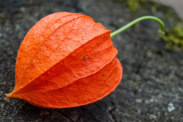 Physalis — Stok fotoğraf