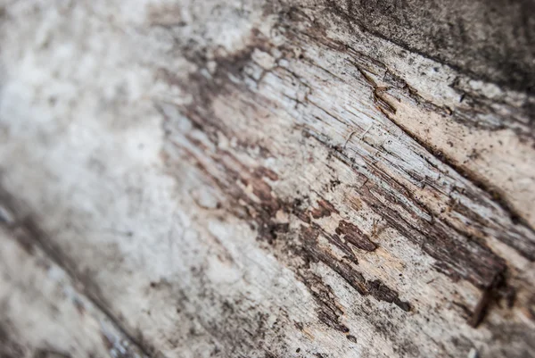 Hout beschadigd door Schorskevers — Stockfoto