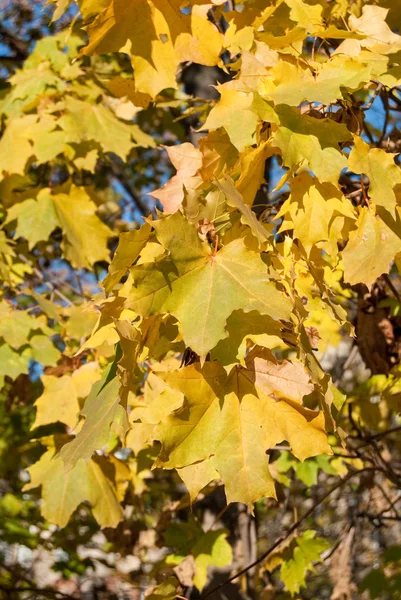 Hojas de otoño en el pavimento — Foto de Stock