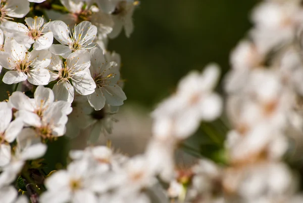 Pommier en fleurs, fleurs printanières — Photo