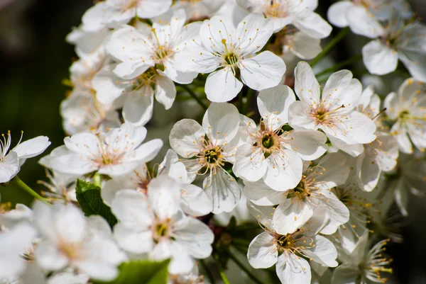 Çiçek açması elma ağacı, bahar çiçekleri — Stok fotoğraf