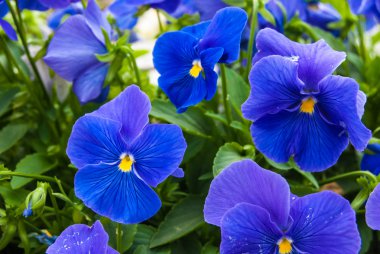 Üç renkli Menekşe