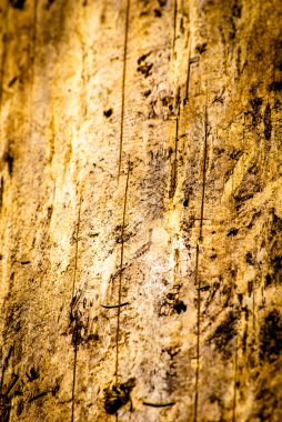 ağaç kabukları böcek tarafından zarar görmüş