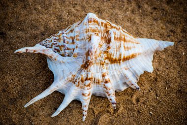 Sahilde deniz kabuğu