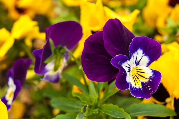 Violeta tricolor —  Fotos de Stock
