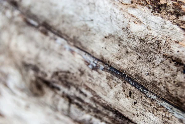 Madeira danificada pelo besouro da casca — Fotografia de Stock