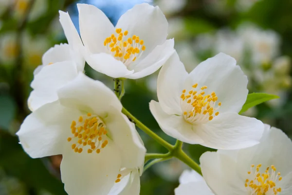 Jasmine flower under the sun — Stock Photo, Image