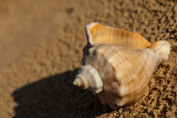 Schelpen op het strand — Stockfoto