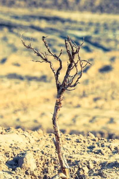 Ramo secco di albero nella sabbia, cantiere — Foto Stock