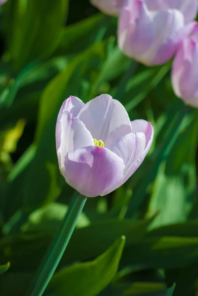 Single light lilac tulip in spring — Stock Photo, Image
