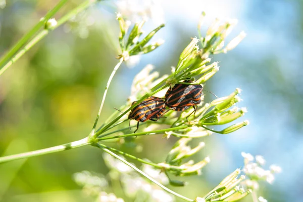 çiçek üzerinde iki hata