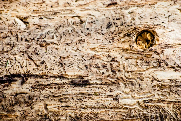 나무 수 피 딱정벌레에 의해 손상을 — 스톡 사진